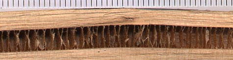 Walnut_pith.jpg