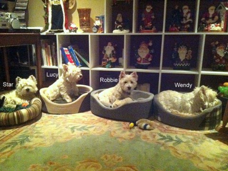 all 4 puppies2.JPG