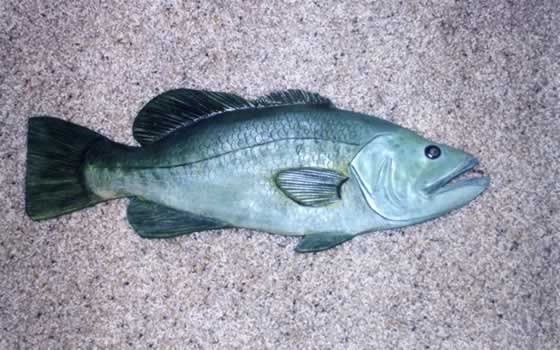 Fish1.jpg