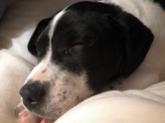 Harley Sleeping-Small.jpg