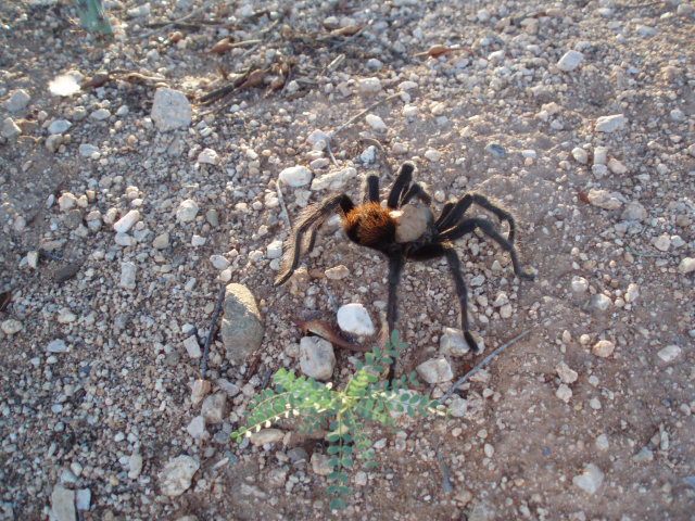 Shop Tarantula.JPG