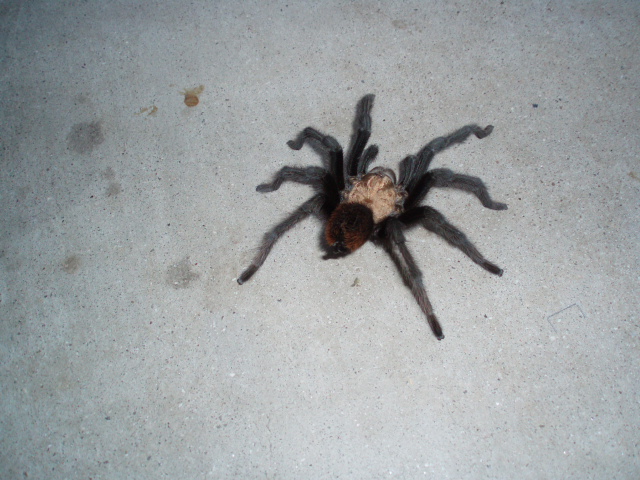 Tarantula's Brother.JPG