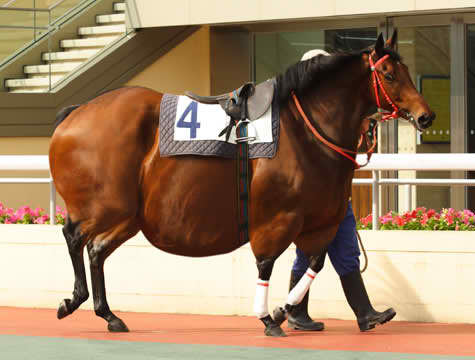Last RaceHorseR.jpg
