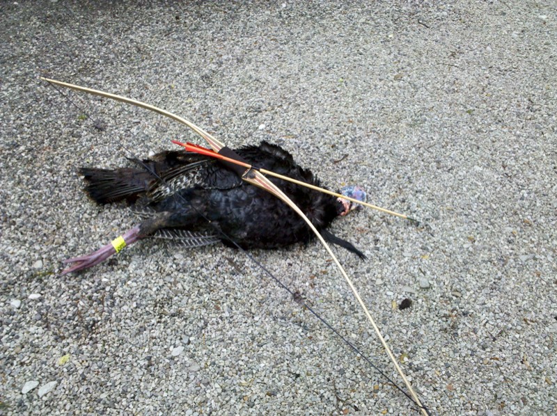 Long Bow Terminator Gobbler.jpg