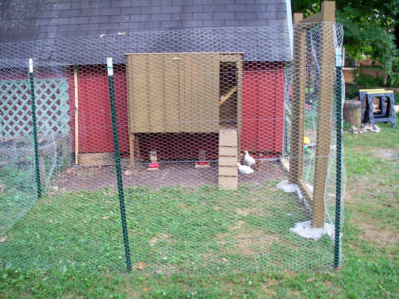 Chicken Coop.JPG