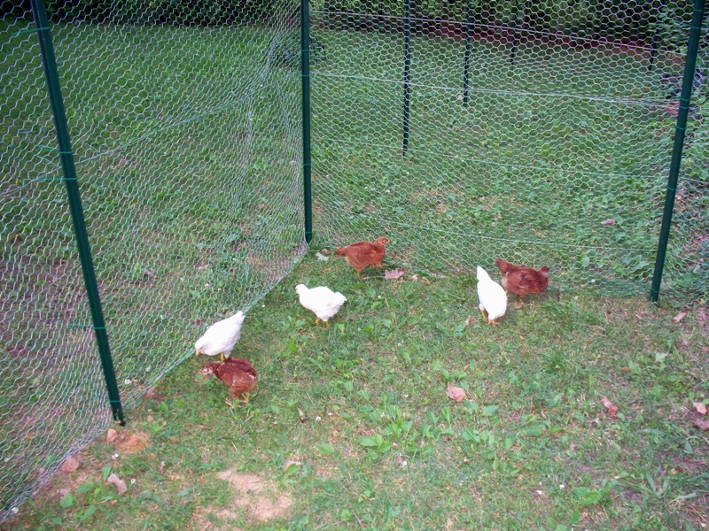 The Whole Flock May 25, 2011.JPG