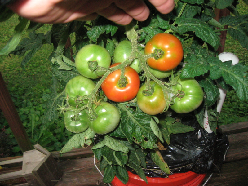 IMG_0817_1.JPG