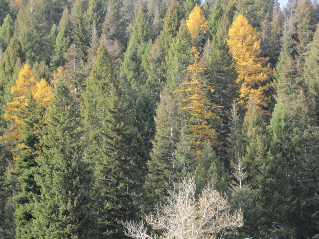 2011 Nov 15 007.jpg