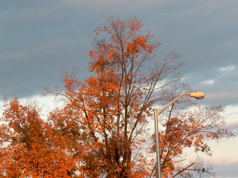 fall 2011A.jpg