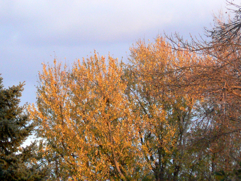 fall 2011B.jpg