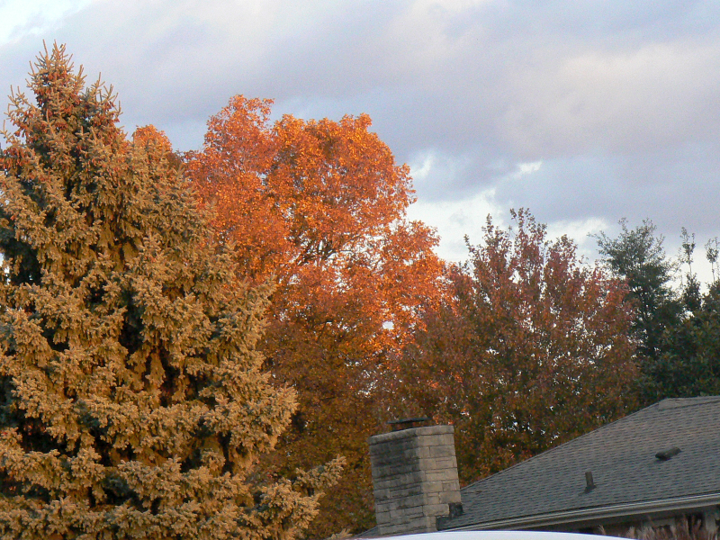 fall 2011C.jpg