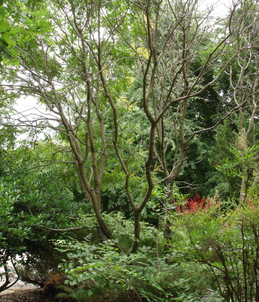 DSC08432-1.JPG