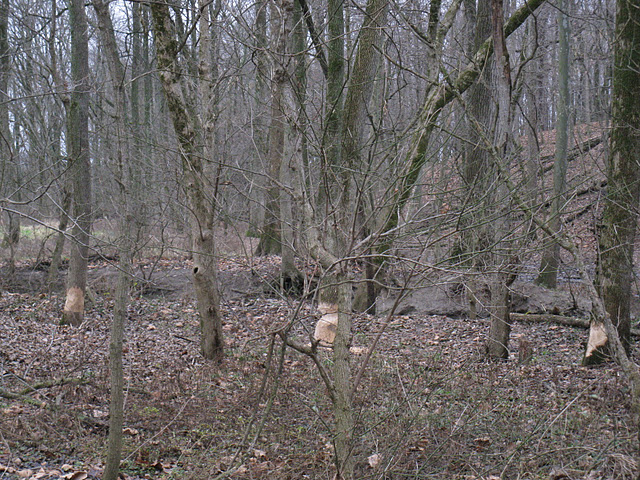Beaver1 12-2011A.JPG