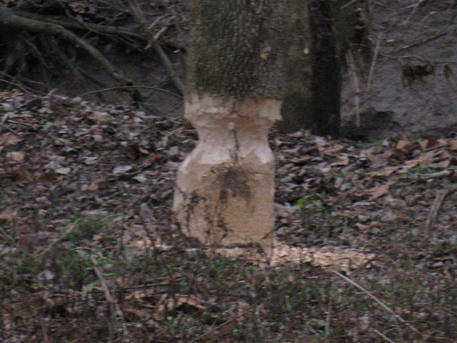Beaver2 12-2011B.JPG