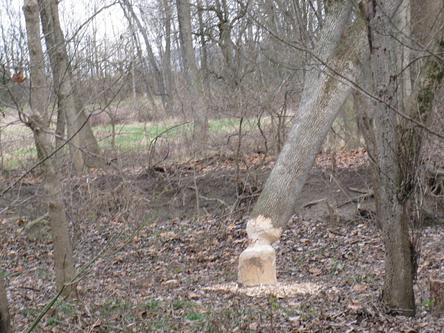 Beaver3.JPG