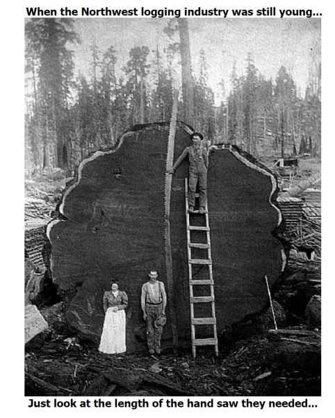 nw logging.jpg