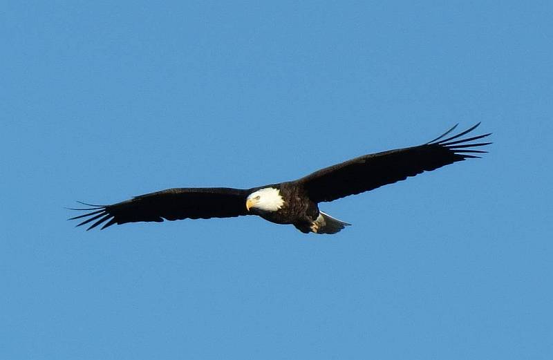 eagle 2.jpg