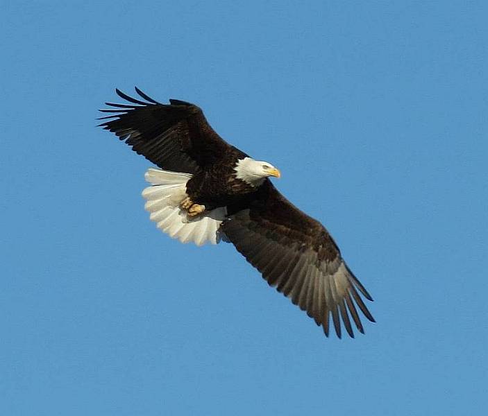 eagle 3.jpg