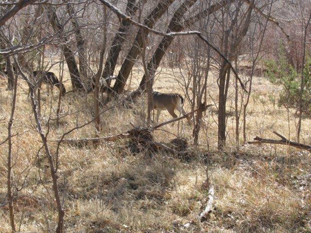 IMG_0594.jpg
