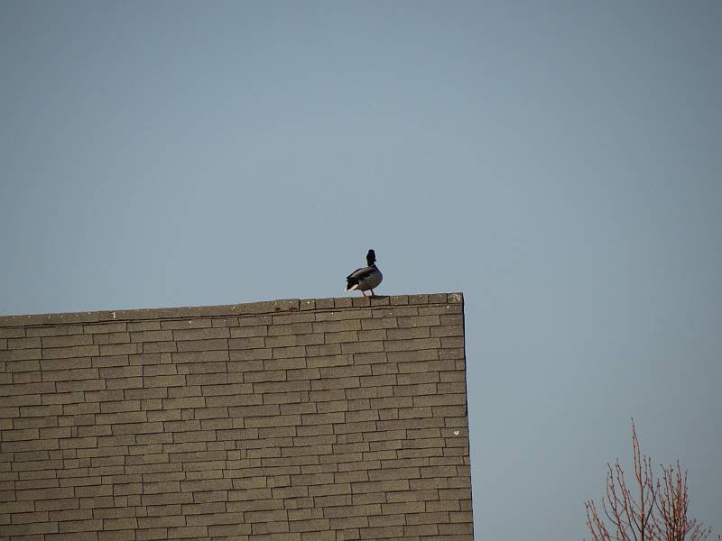 IMG_2885sc.jpg