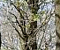 barred owl.jpg