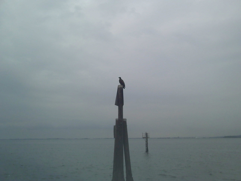 Young Eagle on Pole Crescent Beachsm.jpg