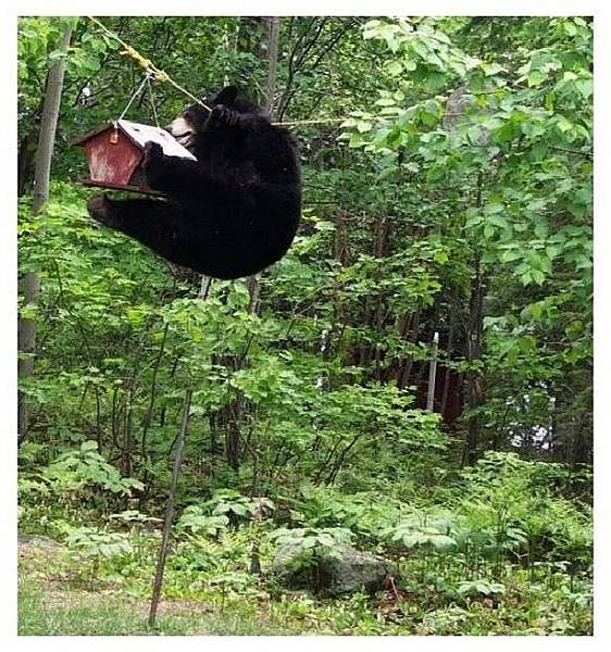 bea1.jpg