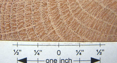 oak, red southern 2 end grain closeup s25 q60 plh (1).jpg