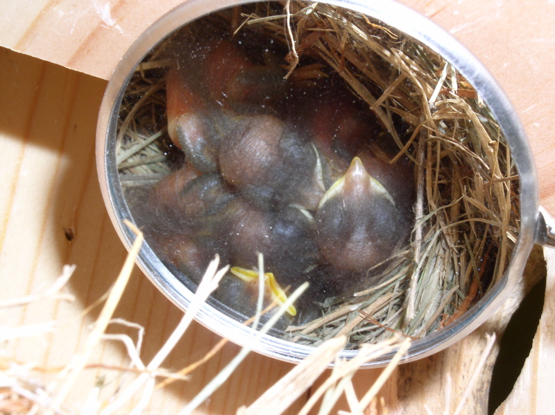 bluebird chicks.JPG