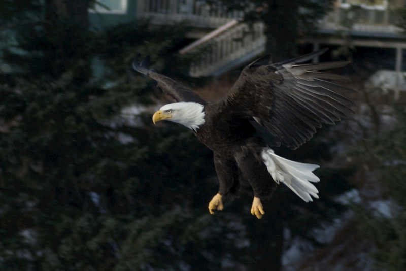 backyard pets  3043.jpg