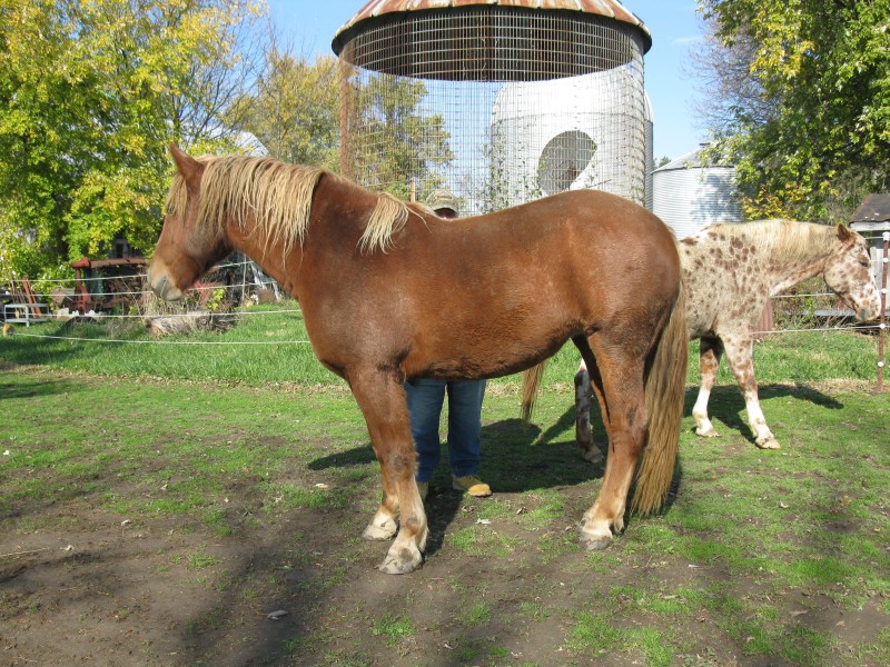 Rosie Belle and I fall 2012.JPG