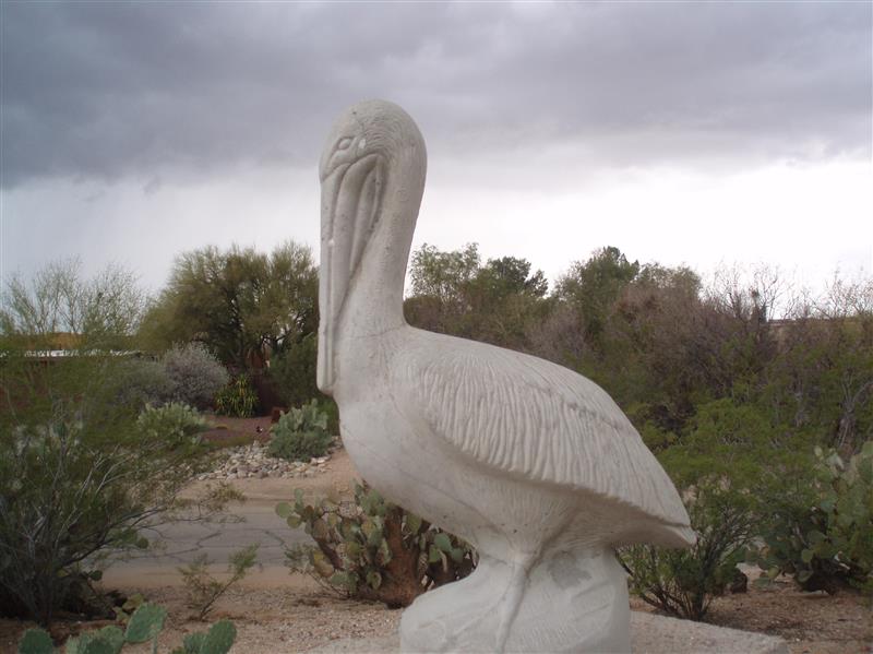 The Pelican 001 (Custom).JPG