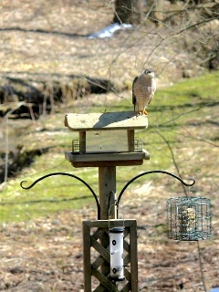 younghawk_lowres.jpg