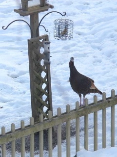 suet_turkey_low_res.jpg