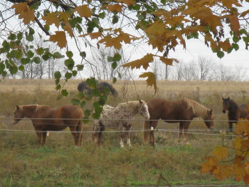 Horses out back.JPG