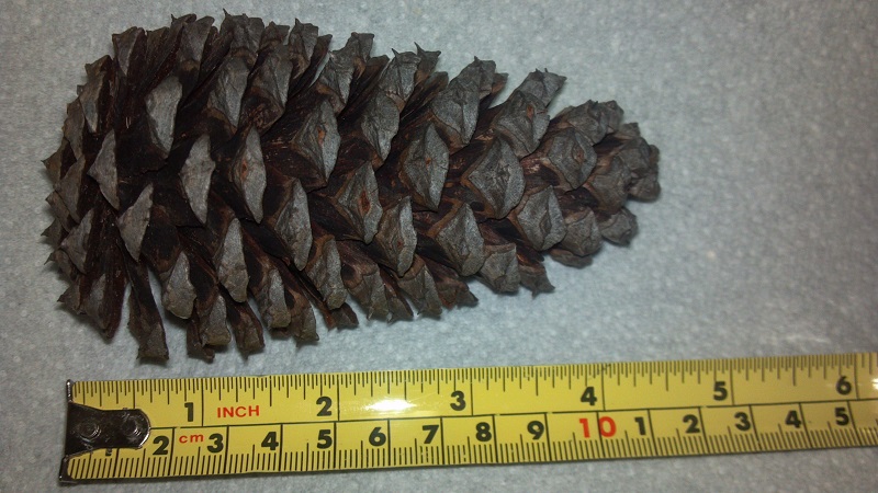 pine cone 1.jpg