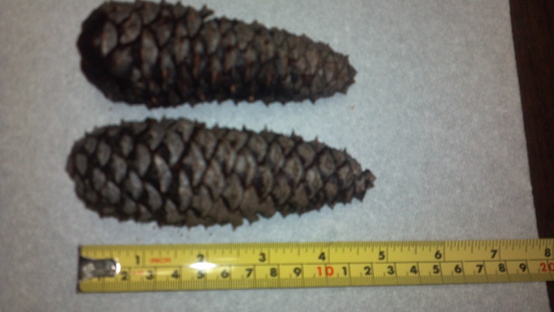 pine cone 2.jpg