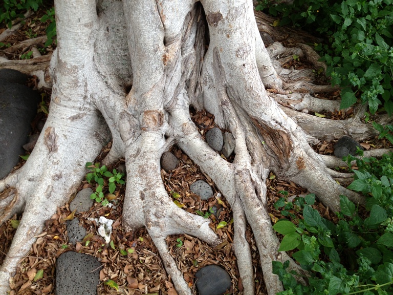 May Hawaii 2013 phone 130.jpg
