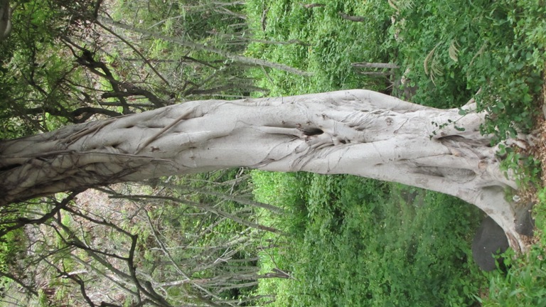May Hawaii 2013 265.jpg