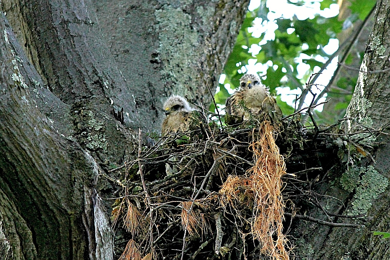 Baby Hawks 2 a.jpg