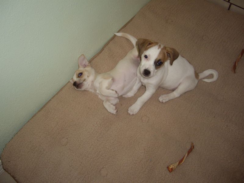Dogs.jpg