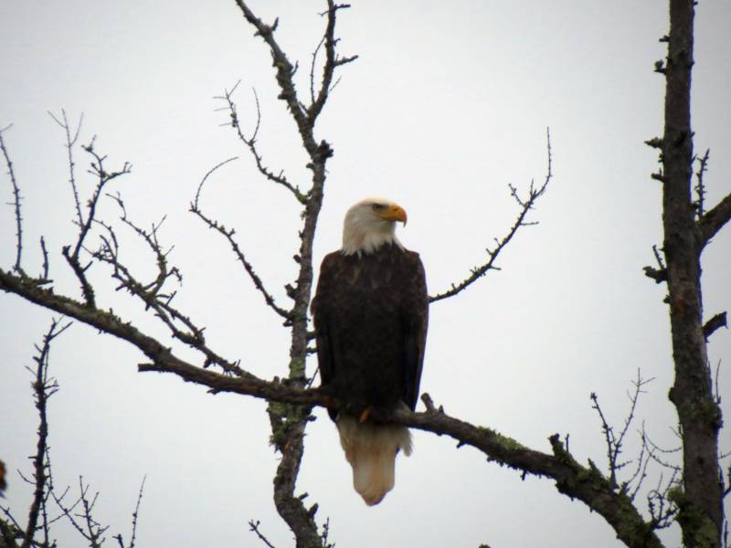 IMG_9499asc.jpg