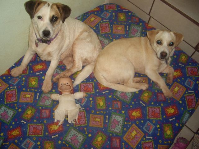 dogs.jpg