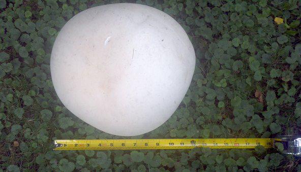 puffball.jpg