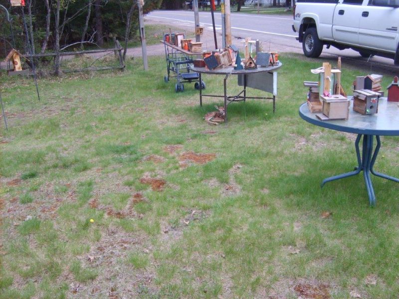 Spring finality came to north Woods 001sc.jpg