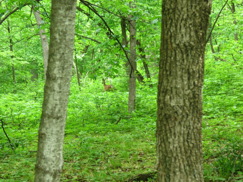 IMG_3009sc.jpg
