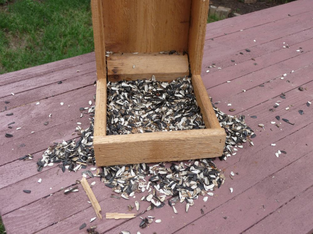 Bird Feeder.JPG