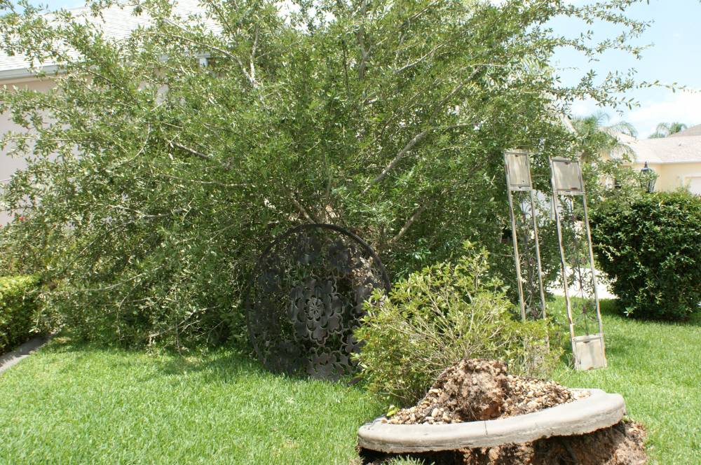tree with table.jpg