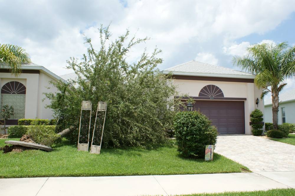 tree with debris.jpg