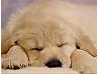Dusty's pup.jpg